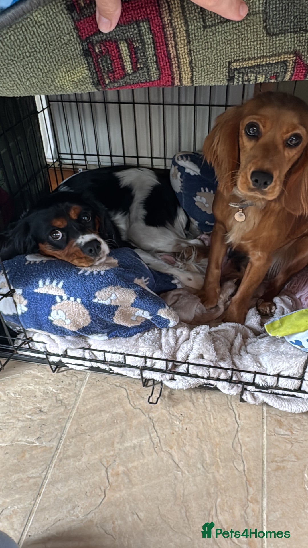 Cockalier dogs for sale: Rehoming Two Young Female Spaniels  - Image 4