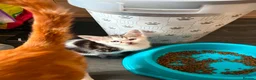 Domestic Shorthair cats for sale: Kittens - Advert 3