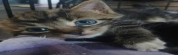 Maine Coon cats for sale: Maincoons  - Advert 4