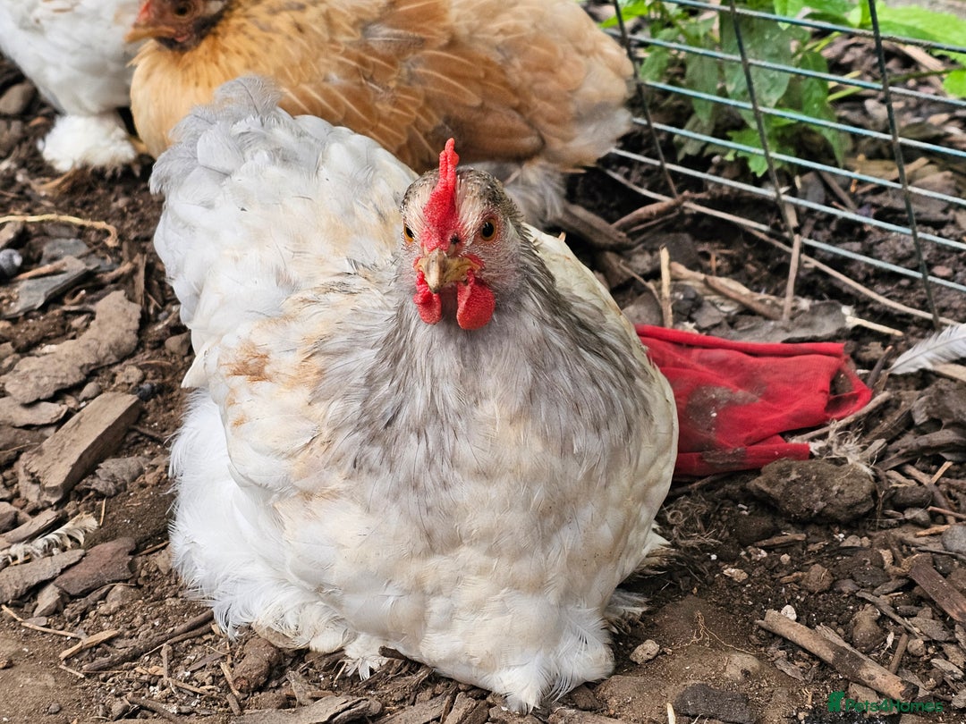 Chickens poultry for sale: ** Stunning friendly Pekin Cockerals available **  - Image 8