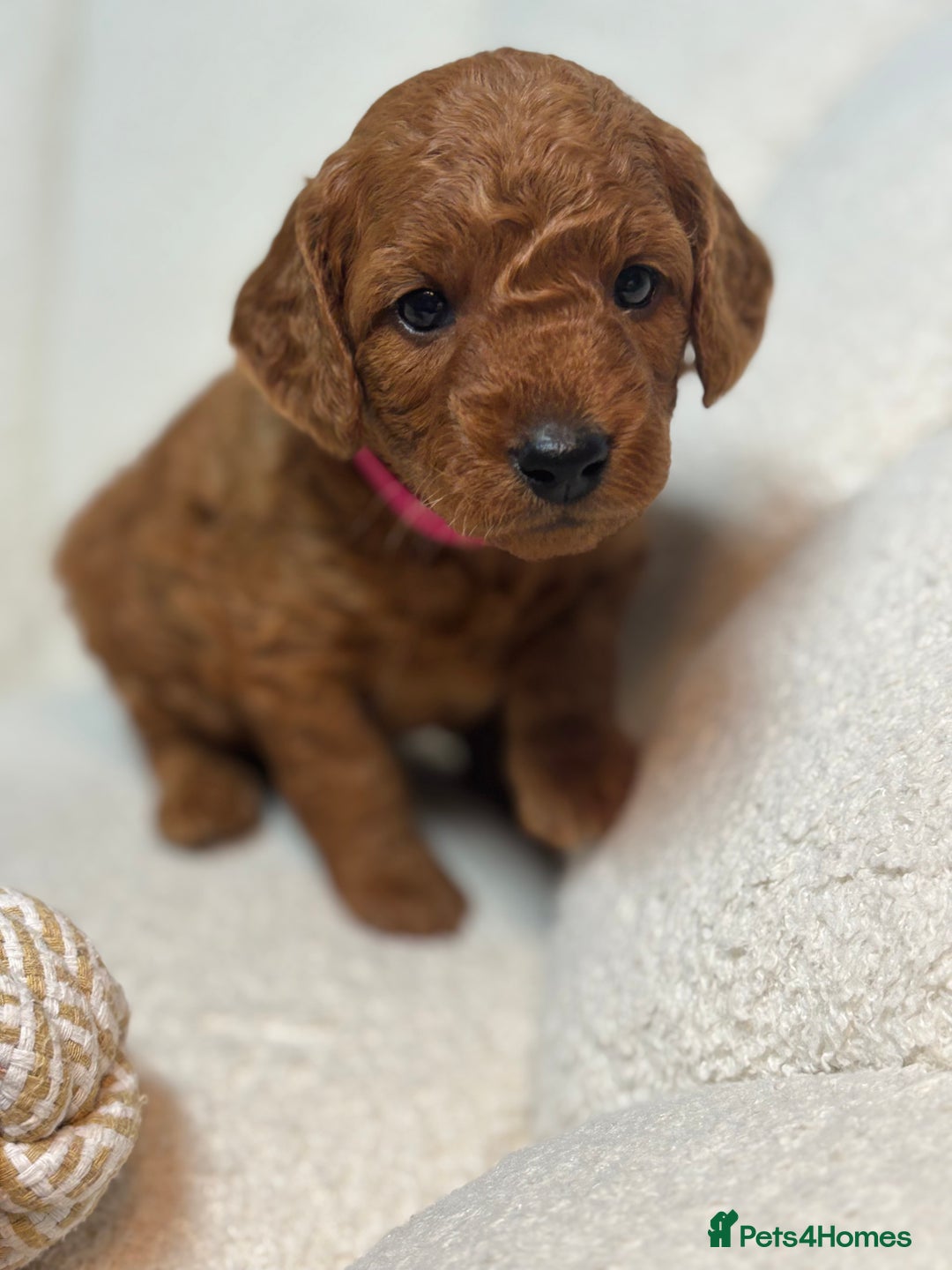Goldendoodle dogs for sale: Red MINI Goldendoodle Puppies Hypoallergenic & DNA - Advert 23