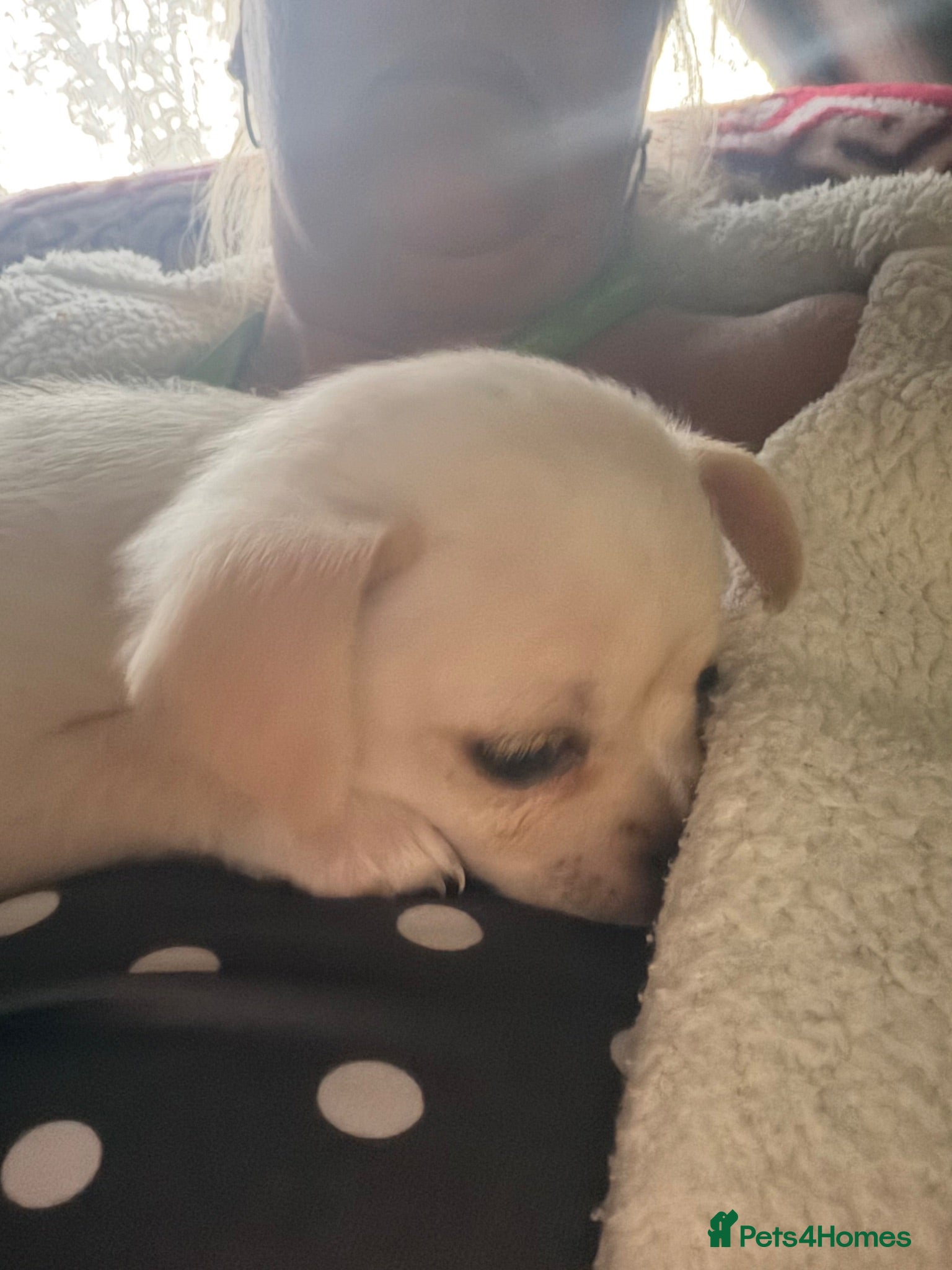 Chihuahua dogs 1 cuddly loving chi female.dog bed included  - Advert 5
