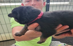 German Shepherd dogs for sale: German shepherd  - Image 16