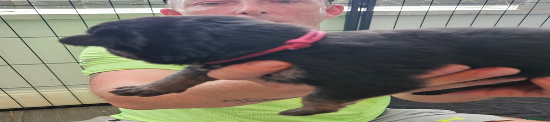 German Shepherd Puppy 6