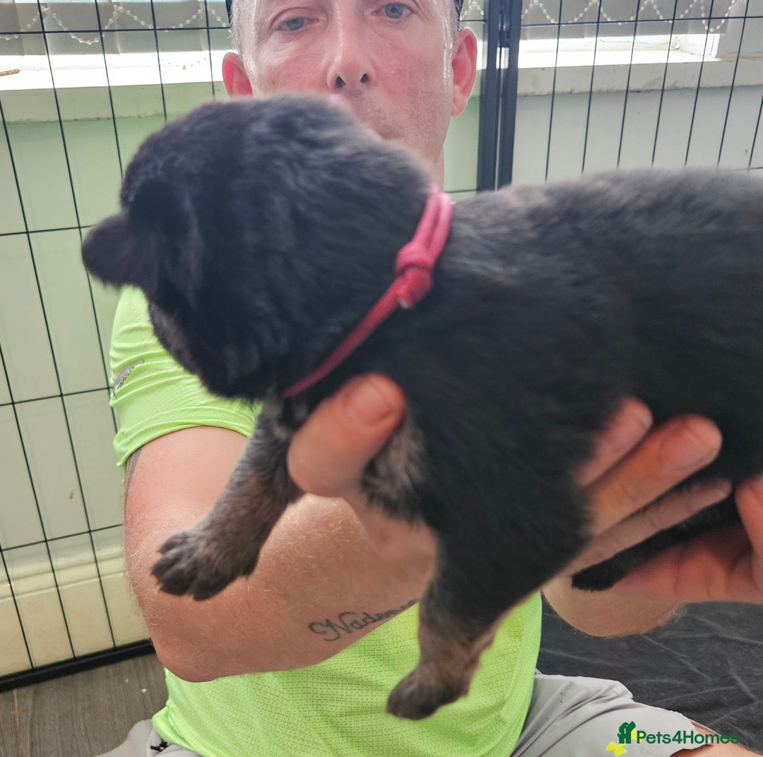 German Shepherd dogs for sale: German shepherd  - Image 16