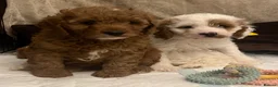 Cavapoo dogs for sale: 🐶🐾Stunning health clear cavapoo puppies🐾🐶 - Advert 15