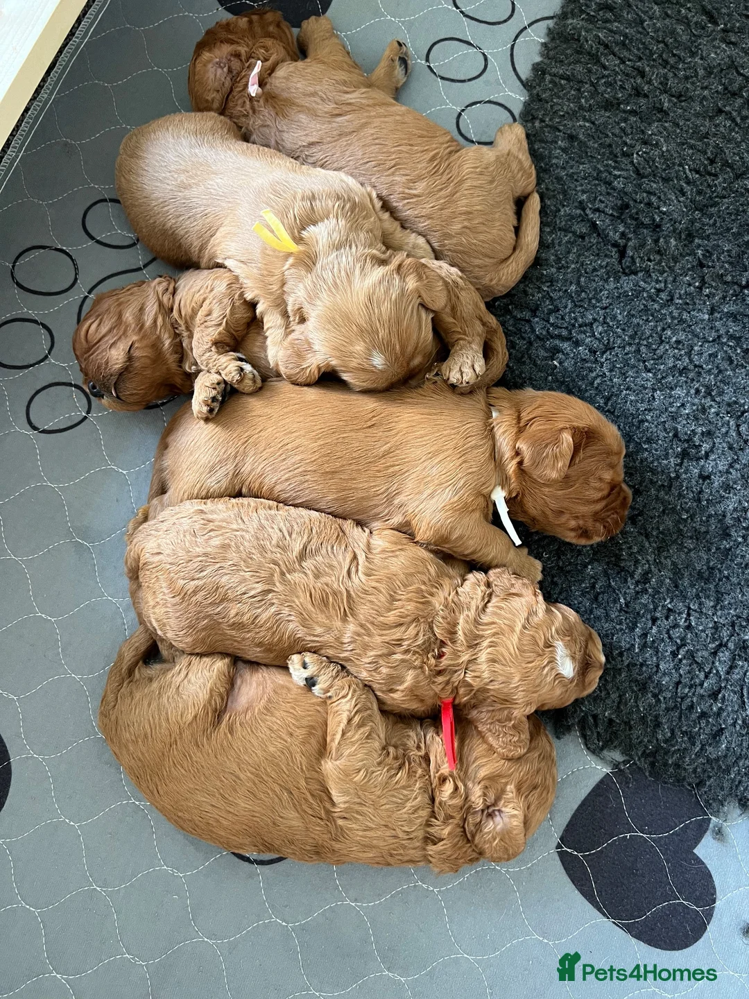 Cavapoo dogs for sale:  ⭐️Precious cavapoos F1B⭐️ in Maryport - Advert 2