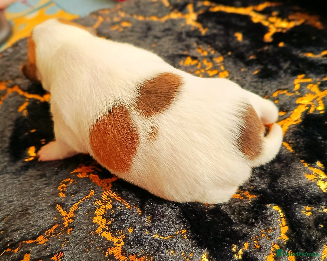 Jack Russell dogs for sale: 🤎🐶 Adorable Jack Russell Terrier Puppies✨ - Advert 16