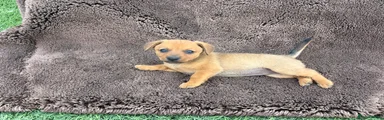 Mixed Breed 4
