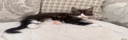 Maine Coon cats for sale: Maine coon polydactyl boy available on active  - Advert 6