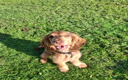 Cocker Spaniel dogs for sale: Chocolate Sable Show Cocker Spaniel  - Image 1