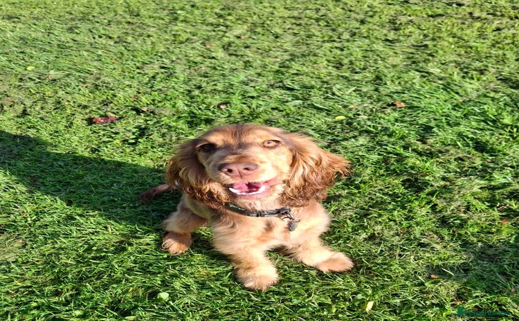 Cocker Spaniel dogs - Advert 2