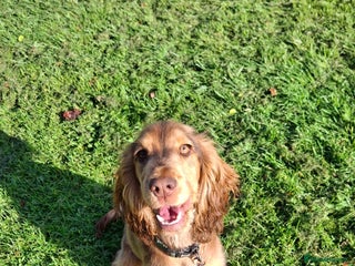 Cocker Spaniel dogs - Advert 34