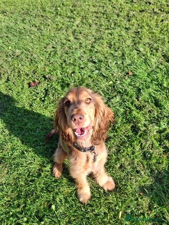 Cocker Spaniel dogs - Advert 14