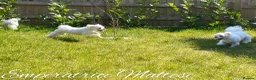 Maltese dogs for sale: Tiny KC Reg. Korean Maltese- CH line show dogs! - Advert 26