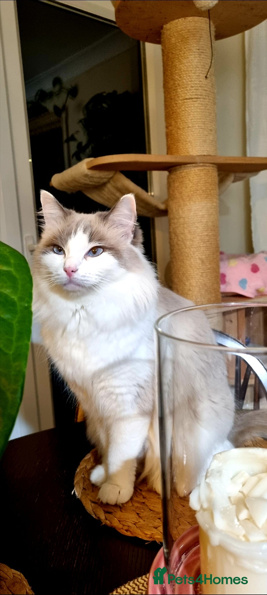 Ragdoll cats Full breed Ragdoll Kittens  - Advert 6