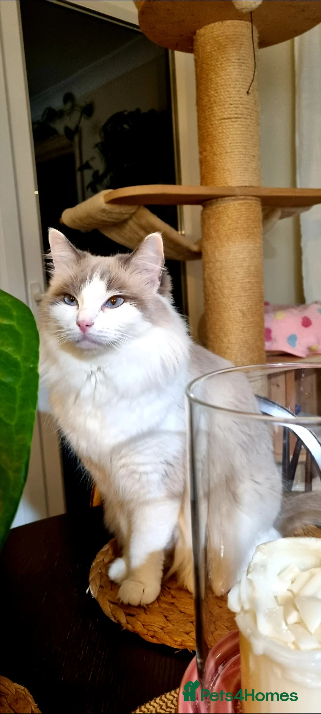 Ragdoll cats for sale: Full breed Ragdoll Kittens  - Advert 1