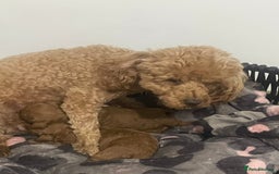 Toy Poodle dogs for sale: Red toy poodle  - Image 15