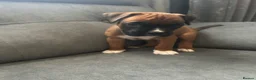 Boxer dogs for sale: Bobtail puppy boxers  - Advert 7