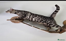 Bengal cats for sale: Tica registered Silver Bengal Girl  - Image 2