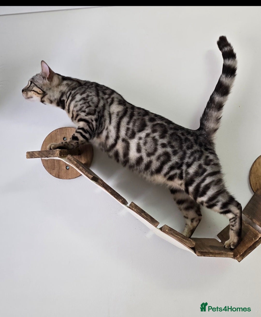Bengal cats for sale: Tica registered Silver Bengal Girl  - Image 2