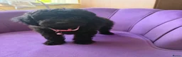 Cockapoo dogs for sale: Stunning F1B Cockapoos - DNA Clear- READY TO LEAVE - Advert 18