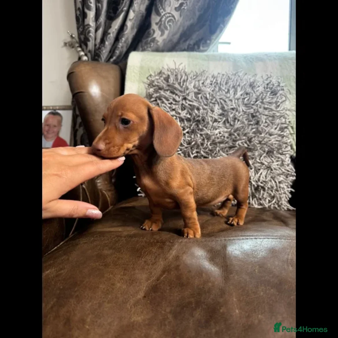 Dachshund dogs for sale: dachshund puppies - Image 9