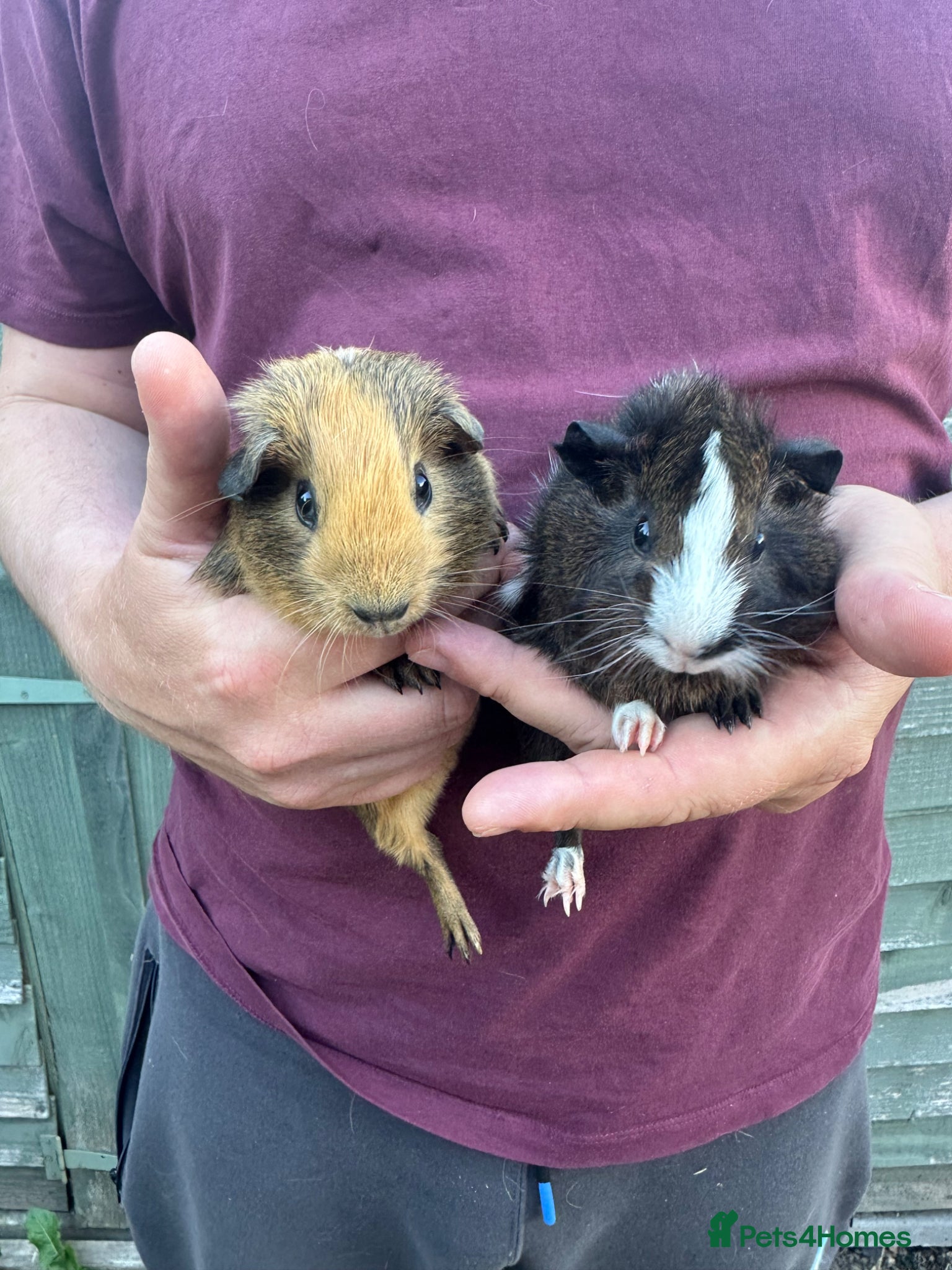 Guinea Pig rodents for sale: Pair of male baby piglets seeking forever homes - Advert 3