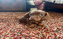 Dachshund dogs for sale: Beautiful dachshund puppies 2 girls 1 boy - Image 4