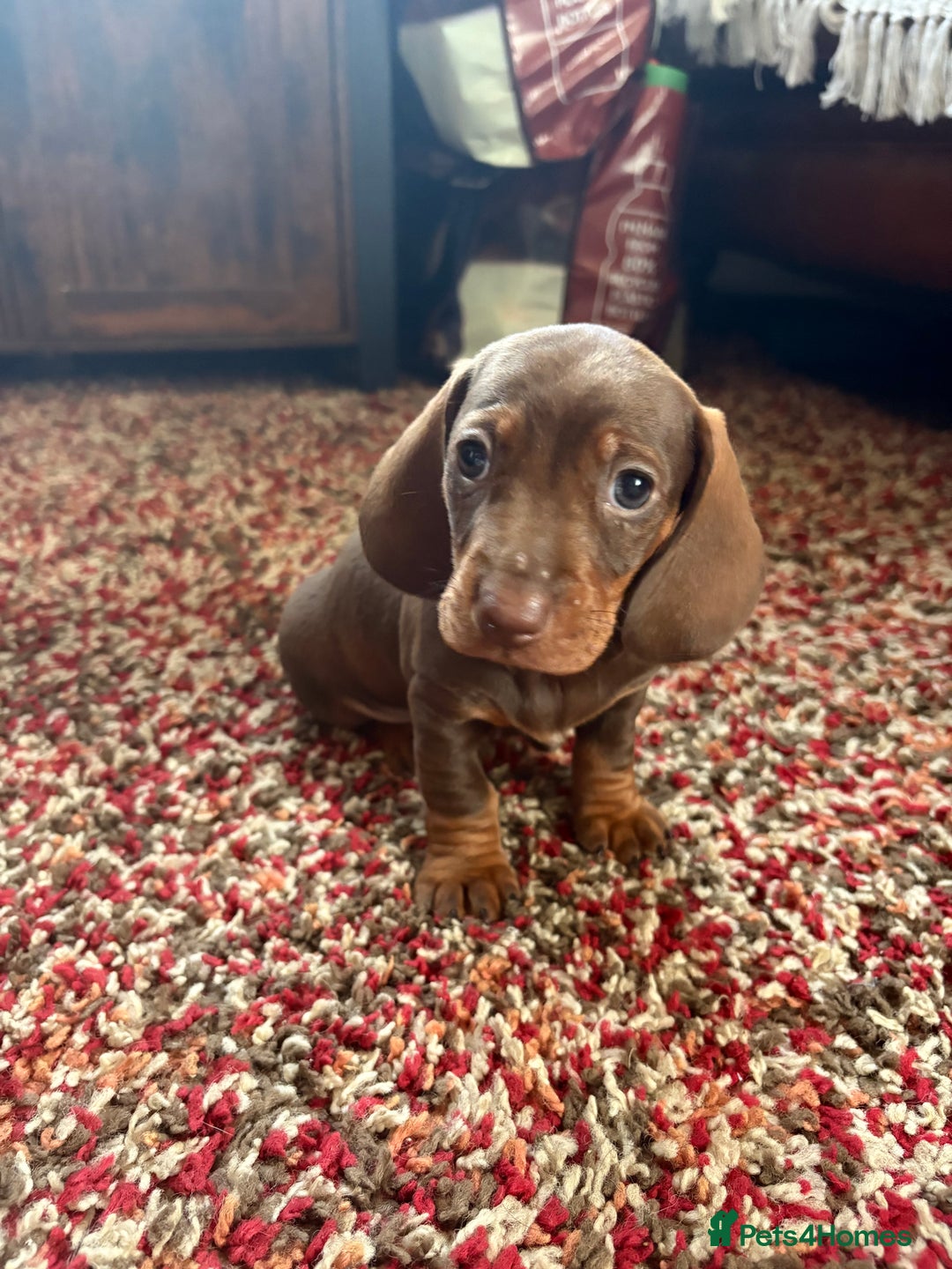 Dachshund dogs for sale: Beautiful dachshund puppies 2 girls 1 boy - Image 4