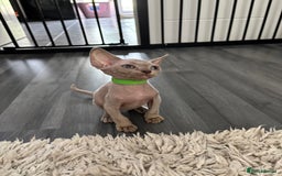 Devon Rex cats for sale: TICA Registered- Lilac Devon Rex Kittens - Image 33