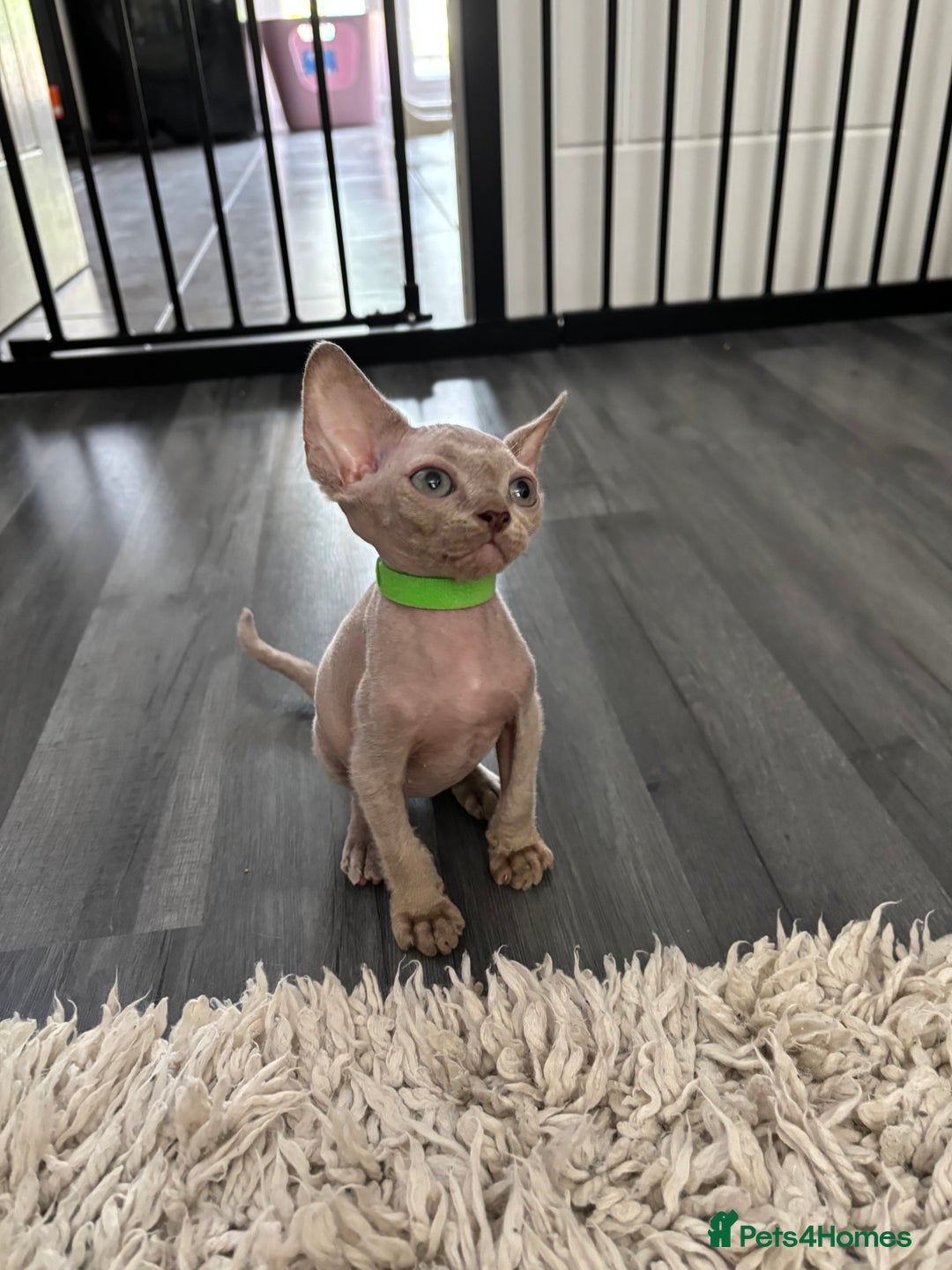 Devon Rex cats for sale: TICA Registered- Lilac Devon Rex Kittens - Image 33