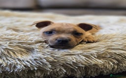 Staffordshire Bull Terrier dogs for sale: !READY NOW! KC Reg Quality Red Staffy Puppies  - Image 15
