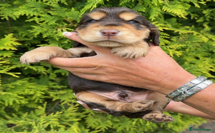 Cocker Spaniel dogs - Advert 2