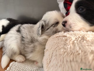 Border Collie dogs Stunning puppies from international champion line. - Advert 7