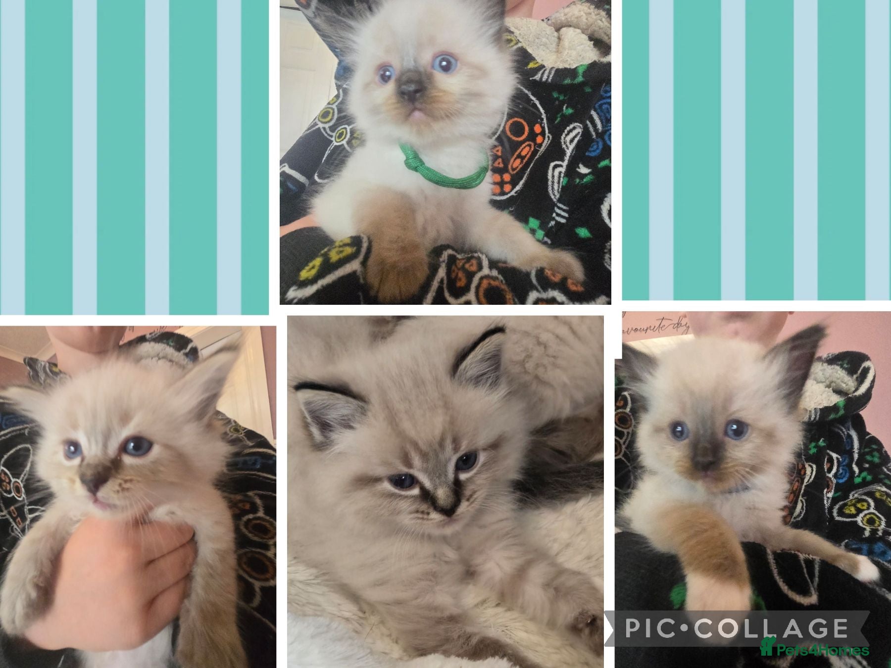 Ragdoll cats Just 1 left: Purebred Blue-eyed Ragdoll kittens - Advert 2