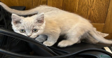 British Shorthair cats - Advert 11