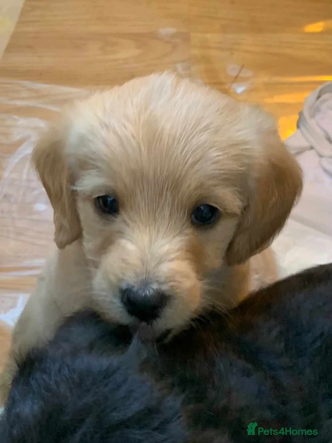 Cockapoo dogs for sale: Beautiful F1b Cockapoo Puppies phantom colours 🐾 - Advert 14