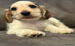 Cocker Spaniel dogs for sale: Show Cocker Spaniel girls - Image 3