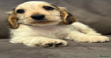 Cocker Spaniel dogs - Advert 1
