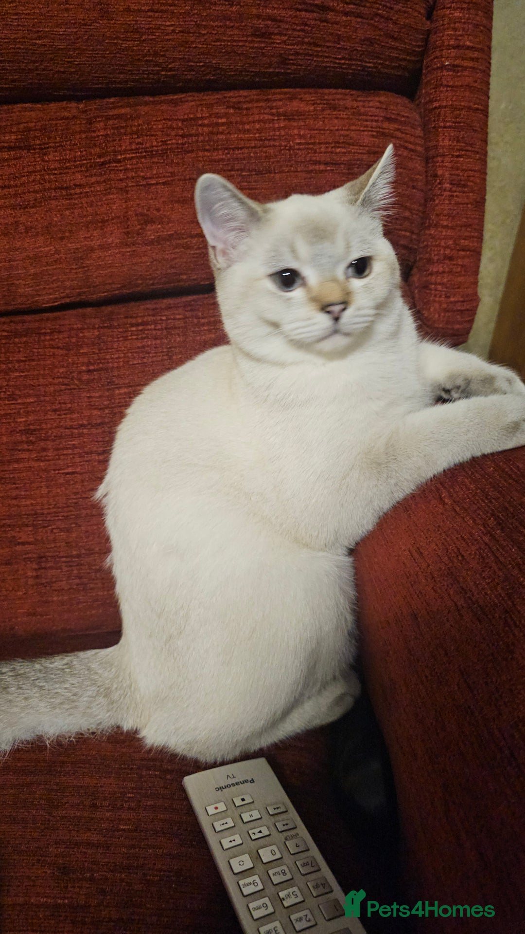 Scottish Fold cats for sale: 😸 Scottish Fold pedigree kittens😸 - Advert 5