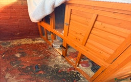 Ferret rodents for sale: Micro ferret with full set up - Image 5
