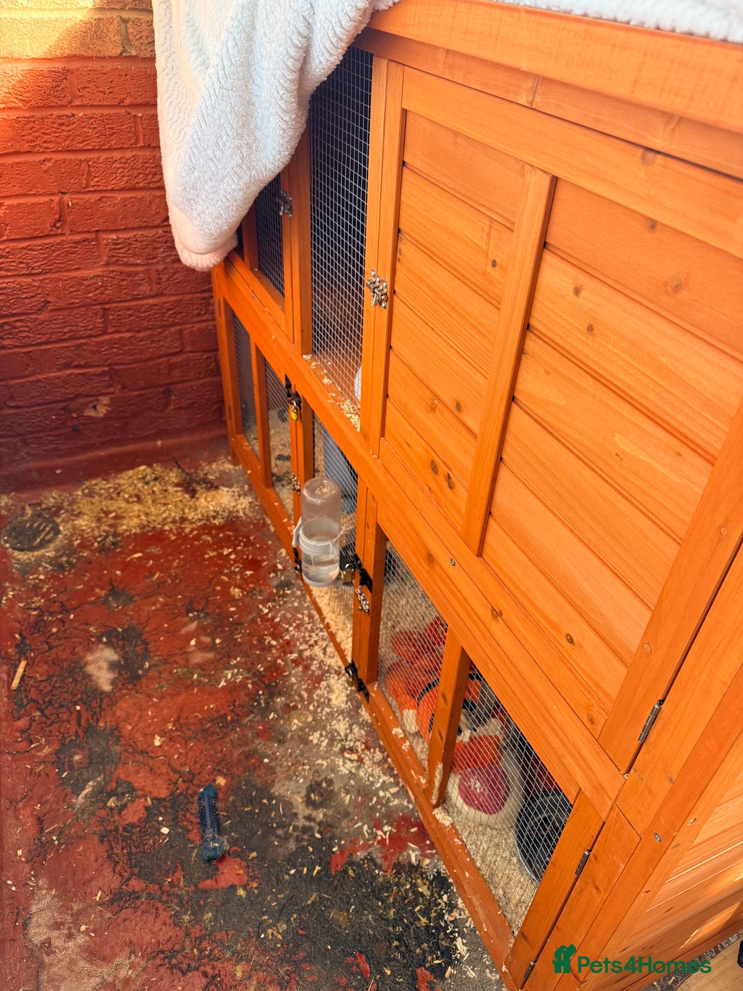 Ferret rodents for sale: Micro ferret with full set up - Image 5