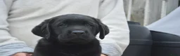 Labrador Retriever dogs for sale: Stunning Puppies From Show Winning Parents - Advert 20