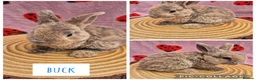 Mini Lop rabbits for sale: 🐇 READY TO RESERVE ❤️ 💙  - Advert 4
