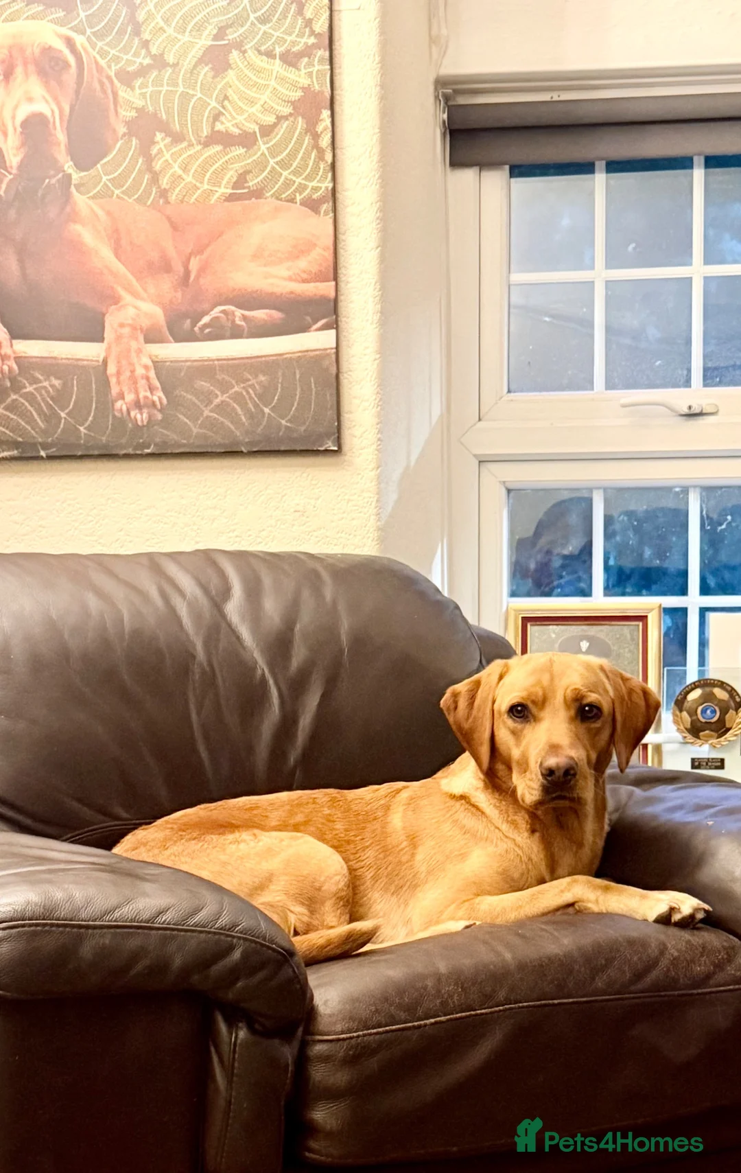 Labrador Retriever dogs for sale: Male Lab 3 years old  - Advert 3