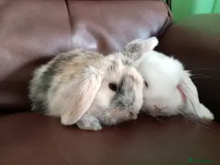Mixed Breed rabbits Baby lop rabbits - Advert 4