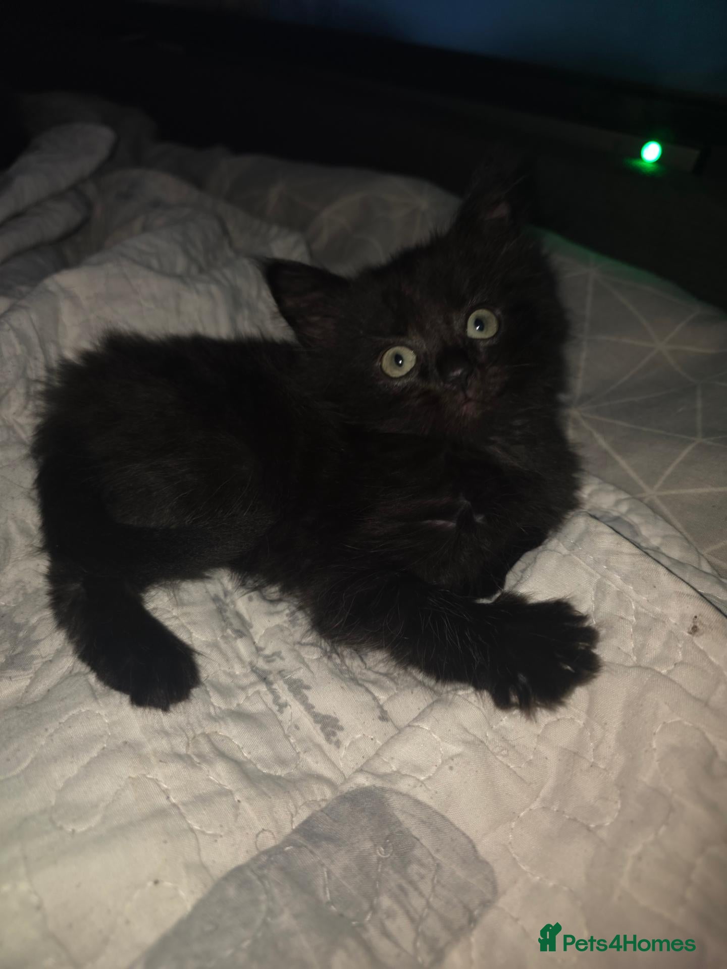 Mixed Breed cats for sale: 1 female kitten ready now - Advert 22