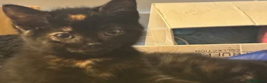 Mixed Breed Kitten 7