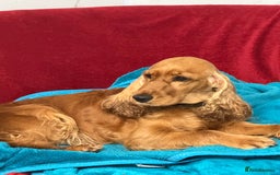 Cocker Spaniel dogs for adoption: Hazel’s Story: Left Behind, Fighting to Survive - Image 5